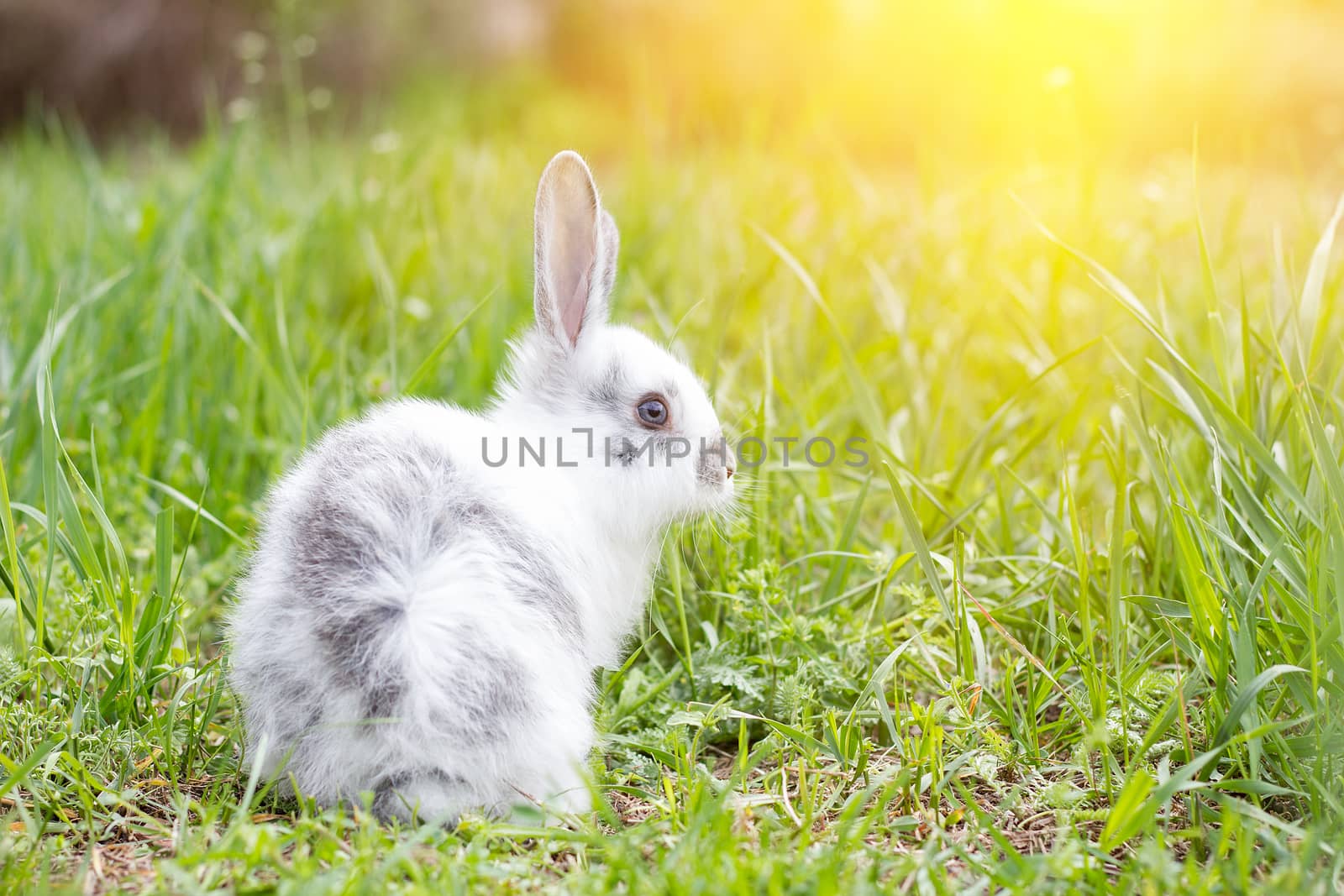 White fluffy rabbit on green grass. Easter Bunny. Little beautif by kasynets_olena