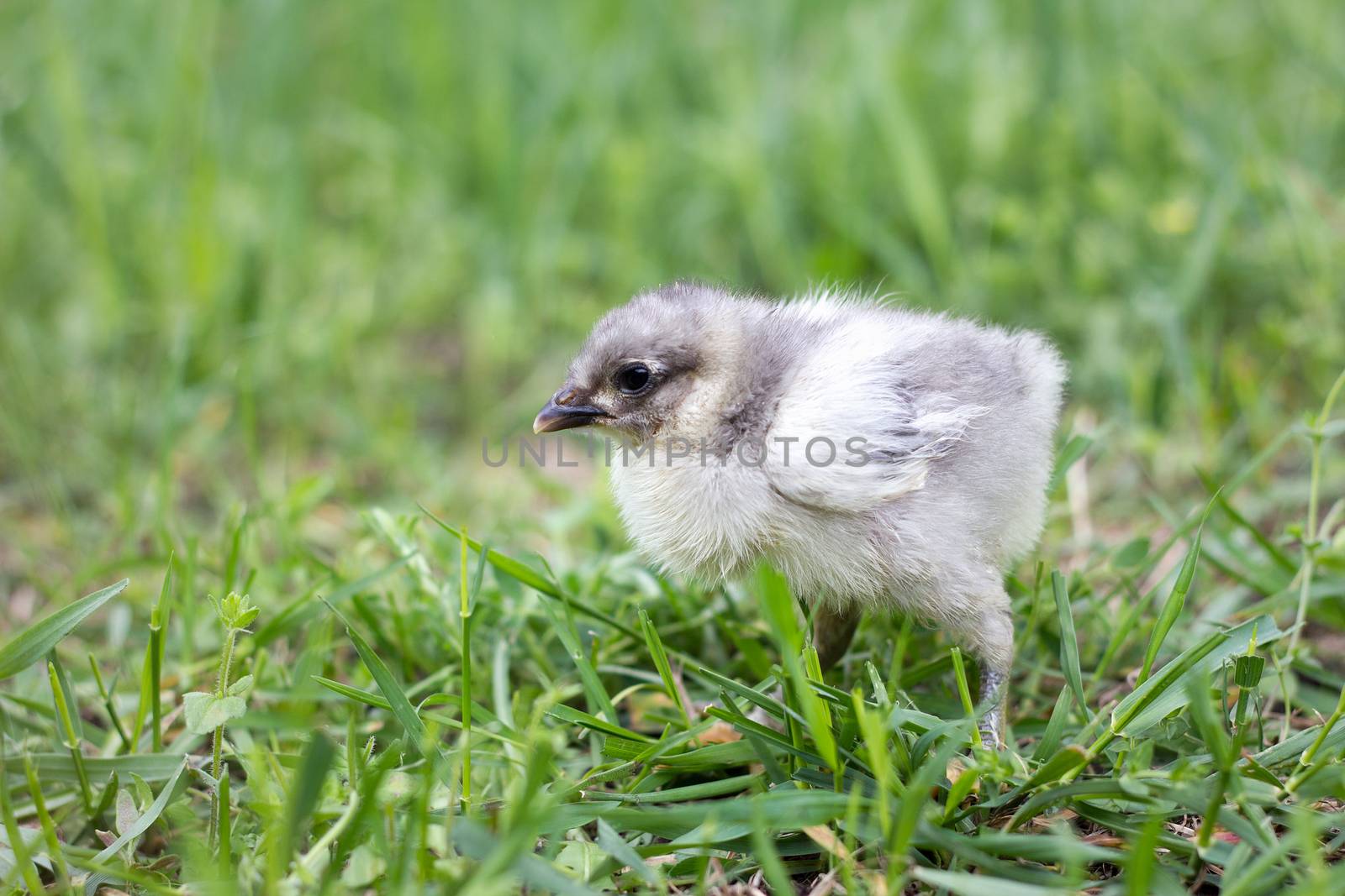 little gray chicken on green grass. Spring season. Chicken breed by kasynets_olena