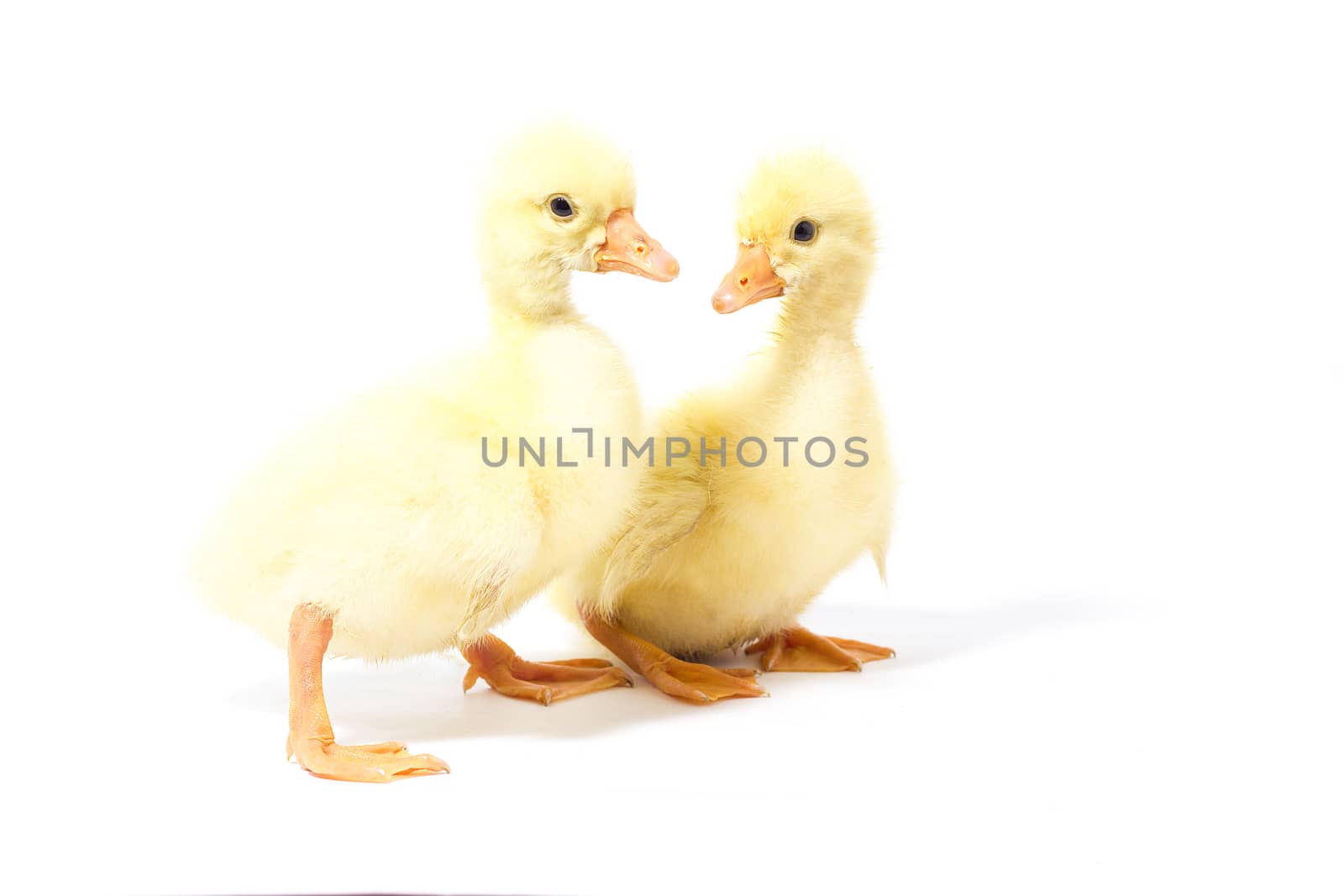 Two yellow gosling isolate. Homemade Little Geese