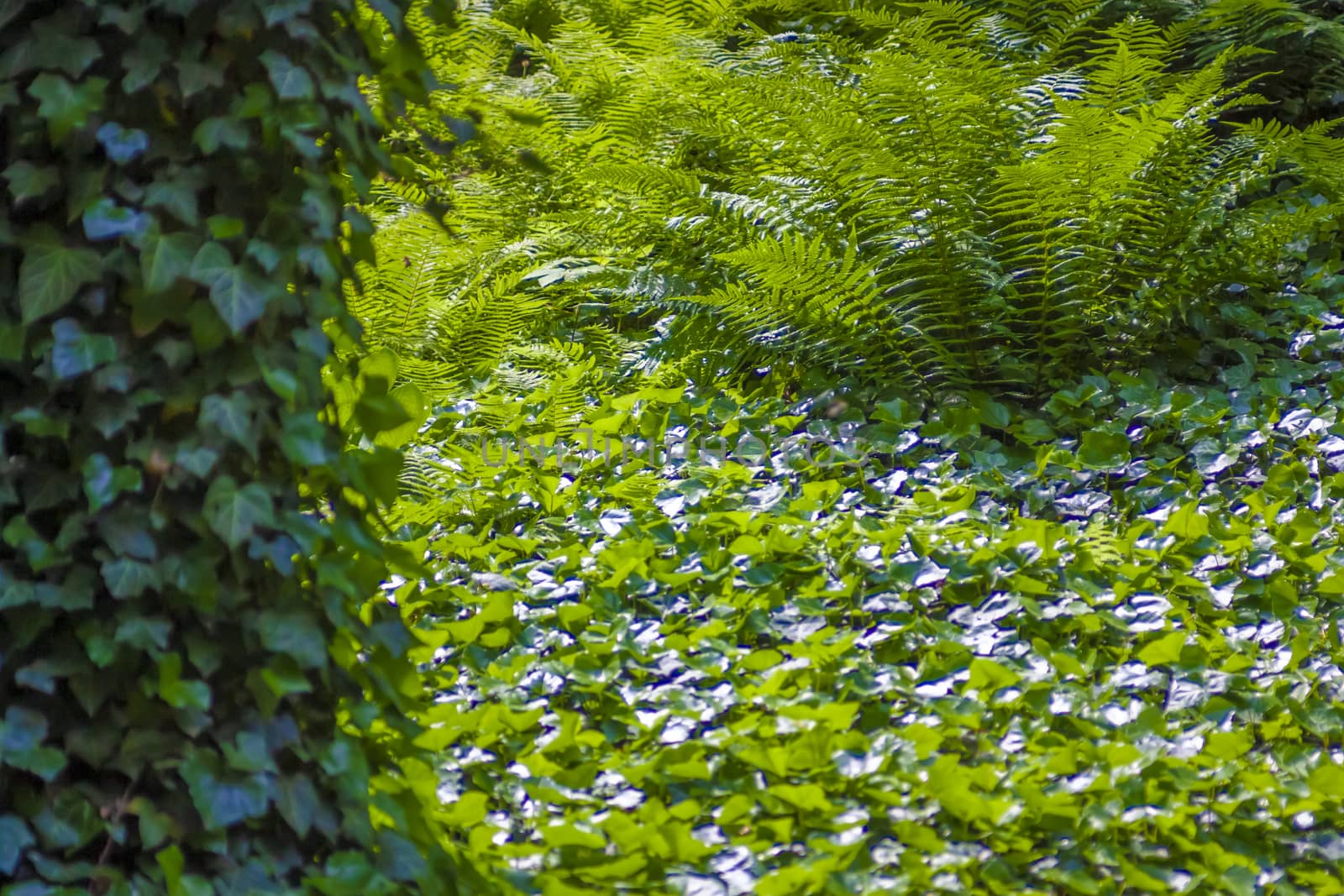 Fresh green plant leaves of Fern and Ivy. Europe forest.