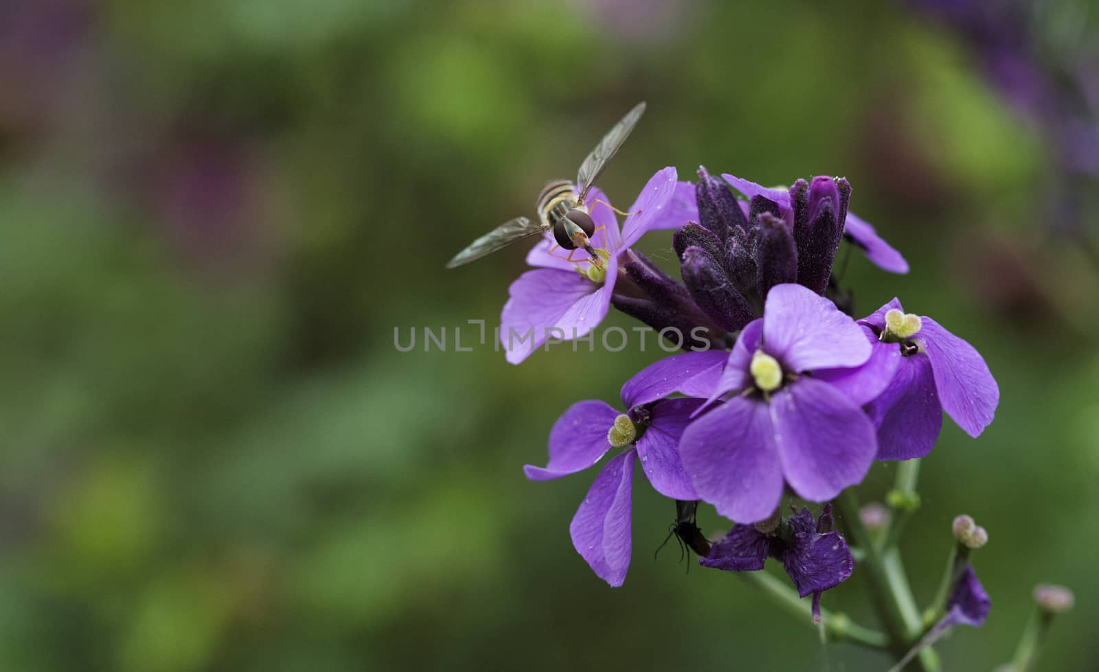 macro of a syrphidae fly in the garden on pink purple flowers
