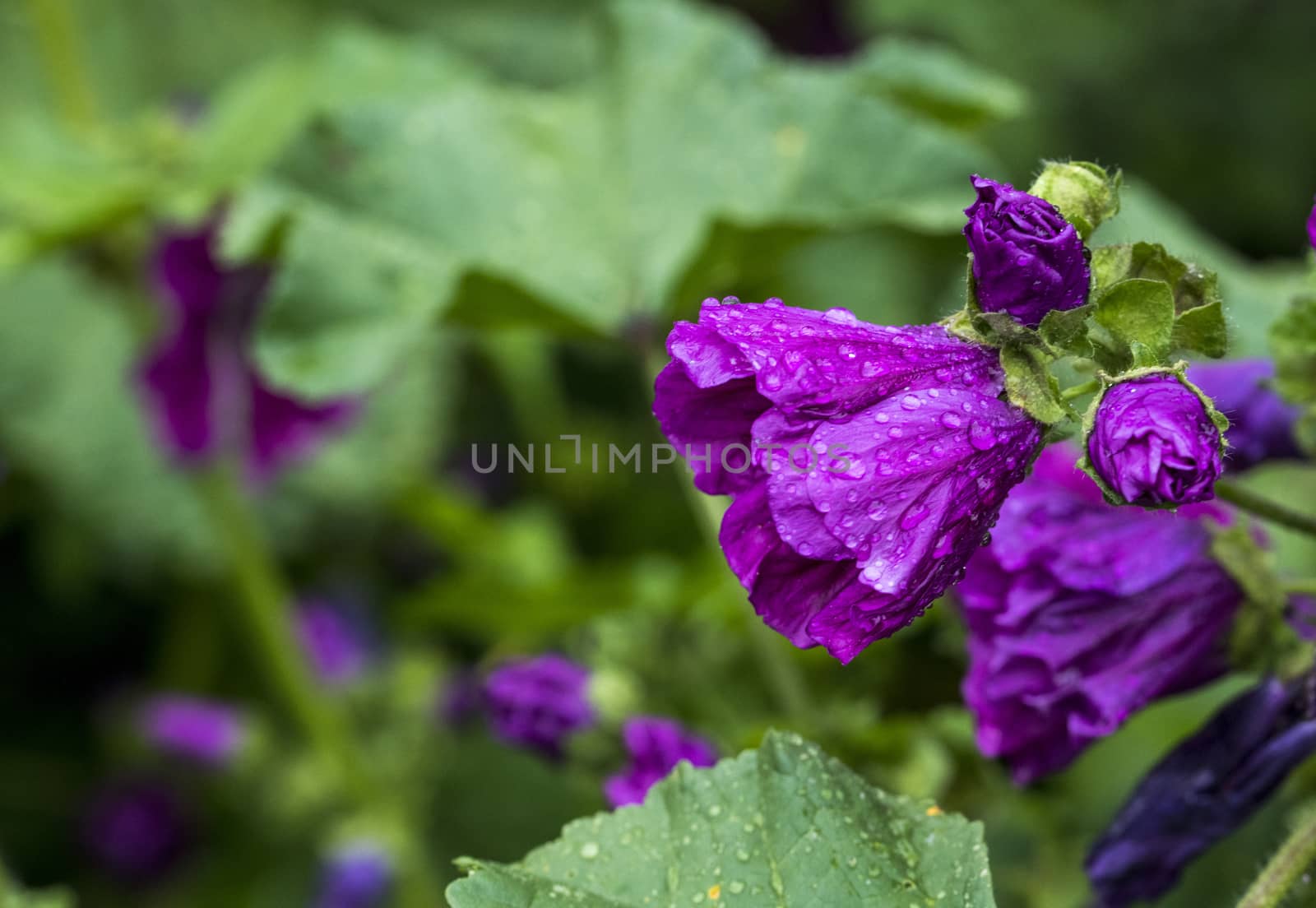 wild lavatera malva flower in pink purple with green background in english garden