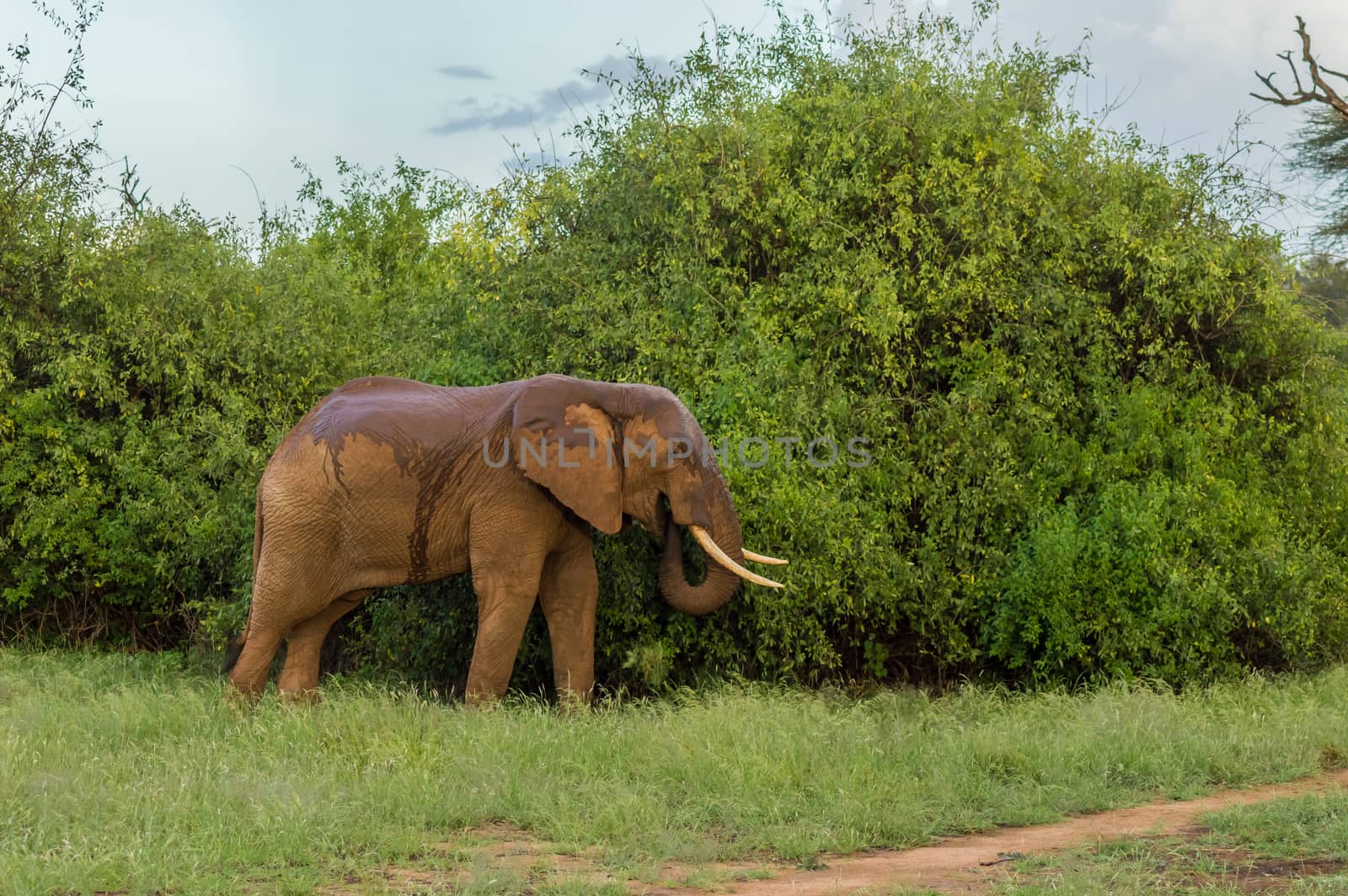 An old elephant in the savannah of Samburu Park in central Kenya