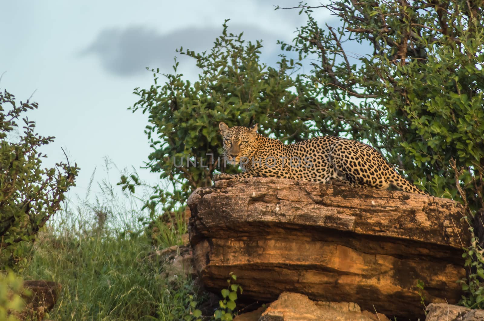 A leopard bathing on a rock in Samburu Park in central Kenya