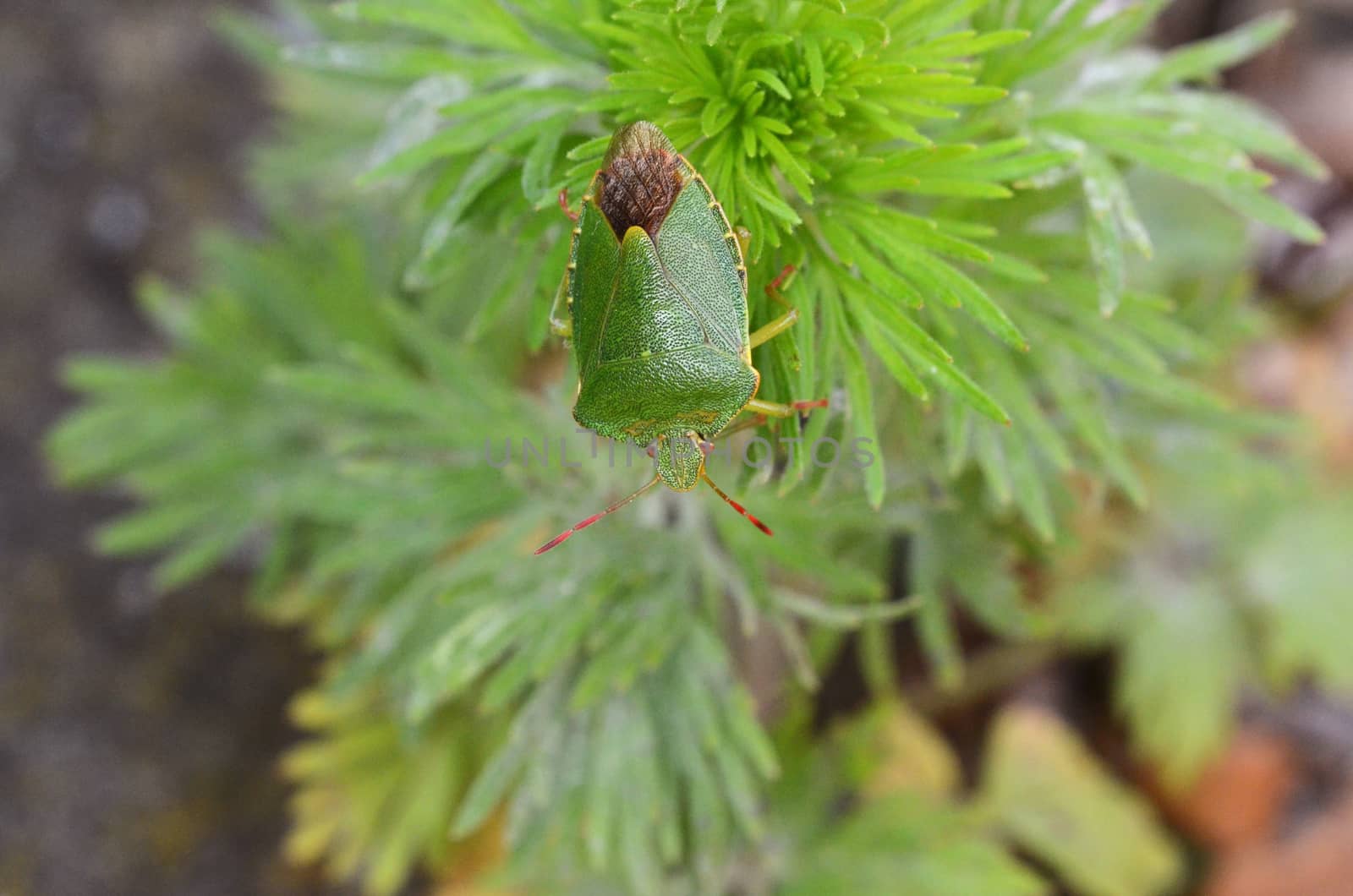 Green shield bug - Palomena prasina - on a frondy garden plant by sarahdoow