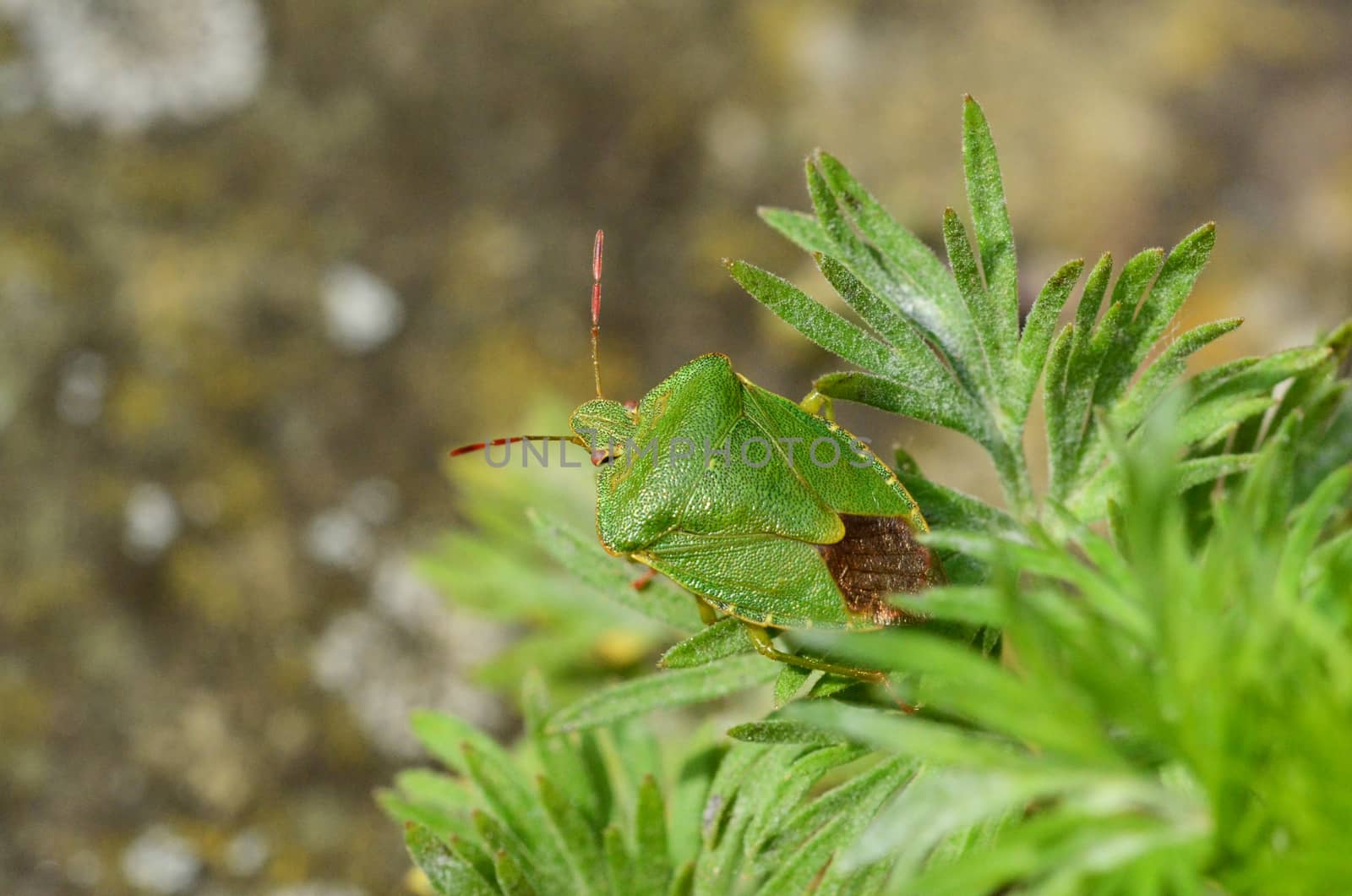 Green shield bug, native to Great Britain by sarahdoow