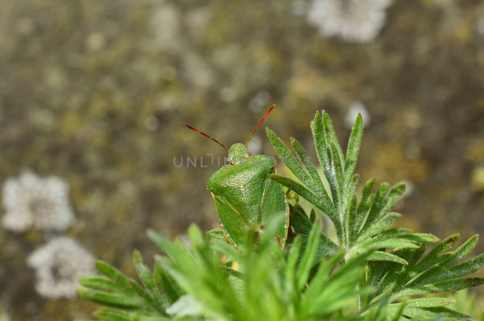 Close-up of a green shield bug, Palomena prasina, a harmless insect