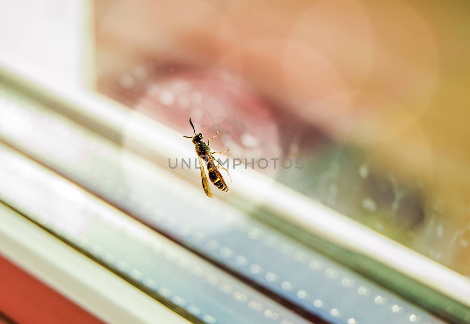 Fly sitting on the window on the glass in a white round halo, insect protection in a residential building.