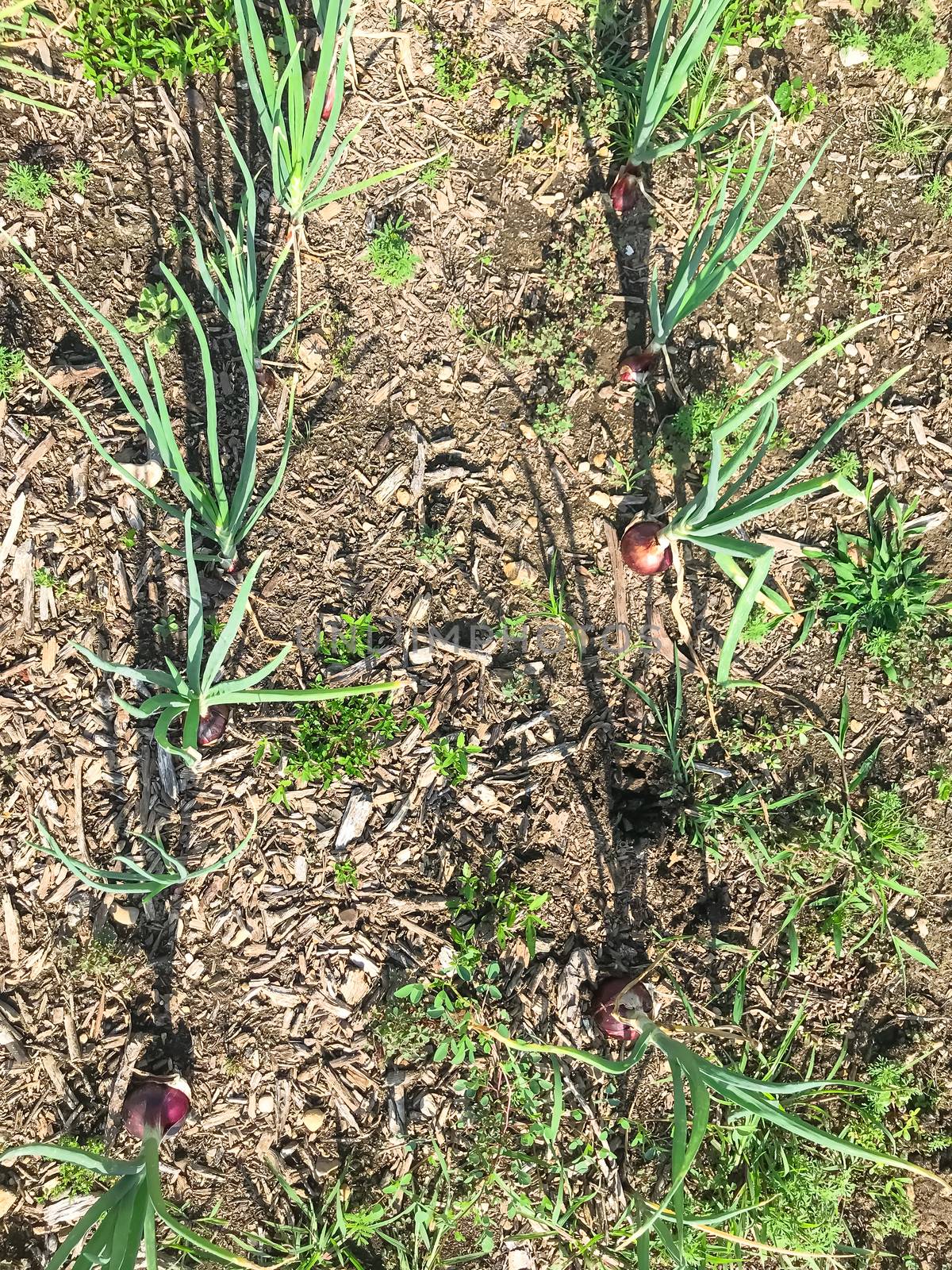 Row of organic red onion bulbs growing in the ground, ready to harvest. Onion plantation in the vegetable patch garden agriculture