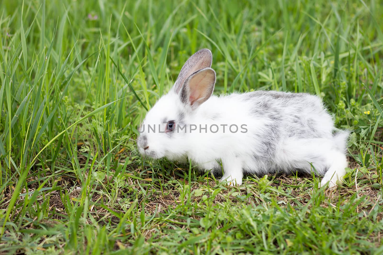 White fluffy rabbit on green grass. Easter Bunny. Little beautif by kasynets_olena