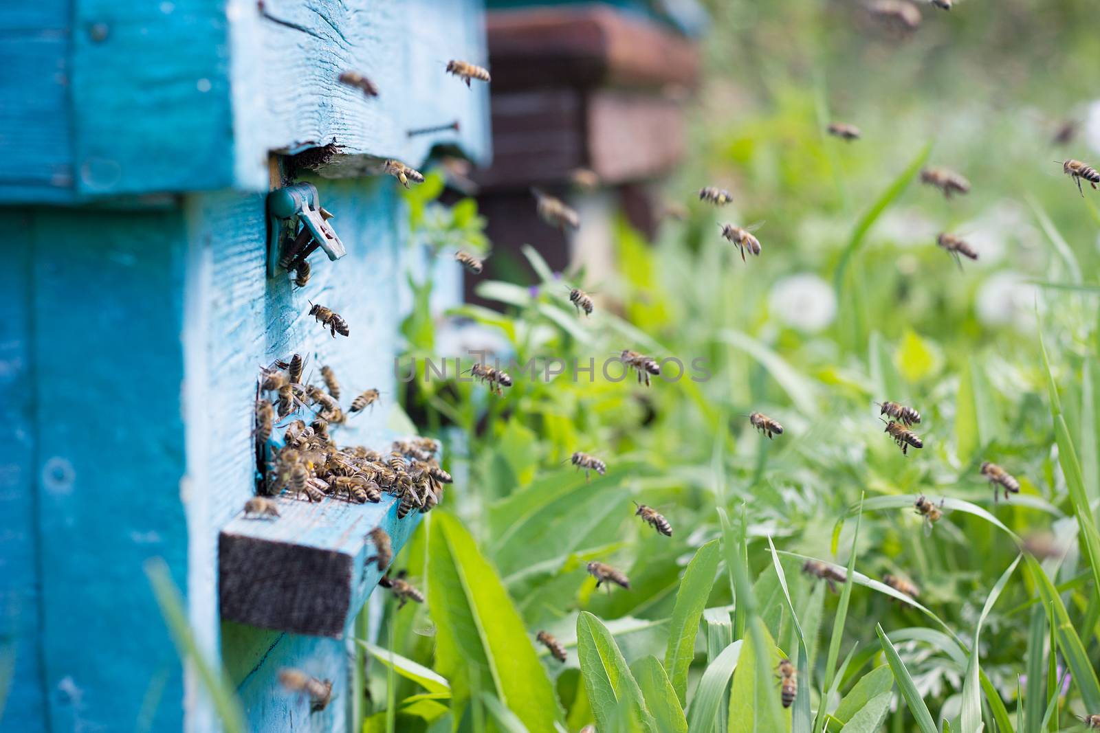 bees carry nectar to the hive. Flying bees in the spring. by kasynets_olena