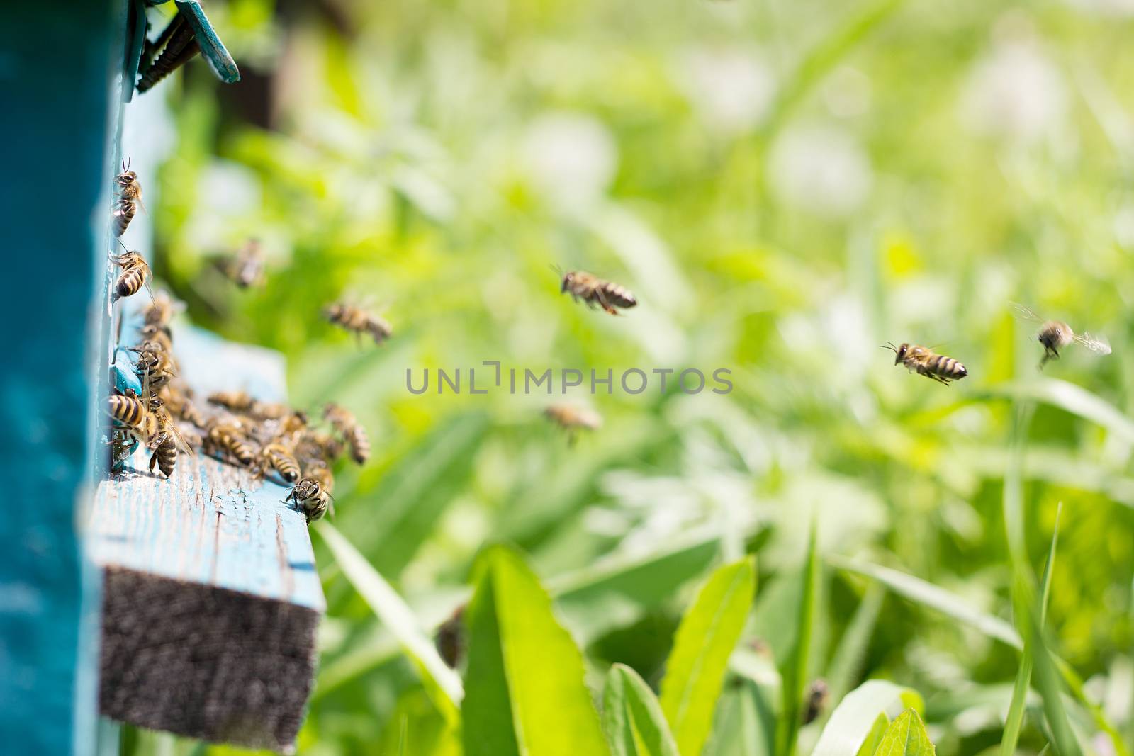 bees carry nectar to the hive. Flying bees in the spring. Swarm of bees