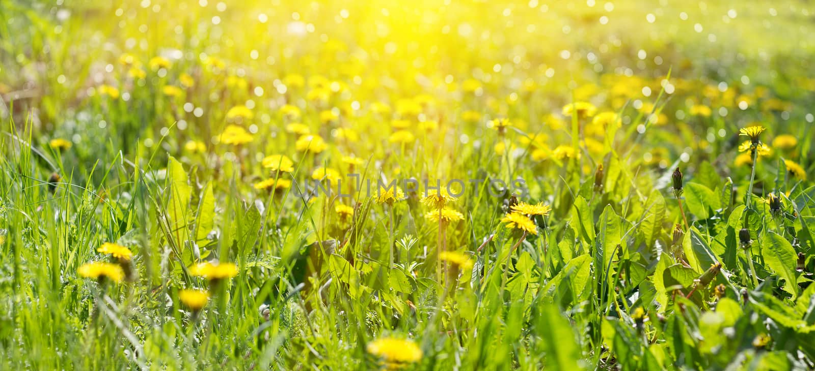 Panorama of the field of yellow dandelions. Yellow wildflowers.  by kasynets_olena