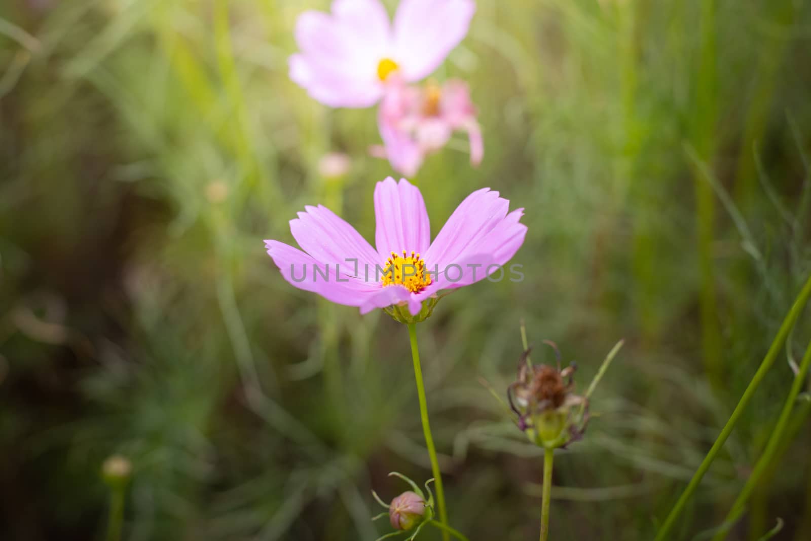 The background image of the colorful flowers, background nature