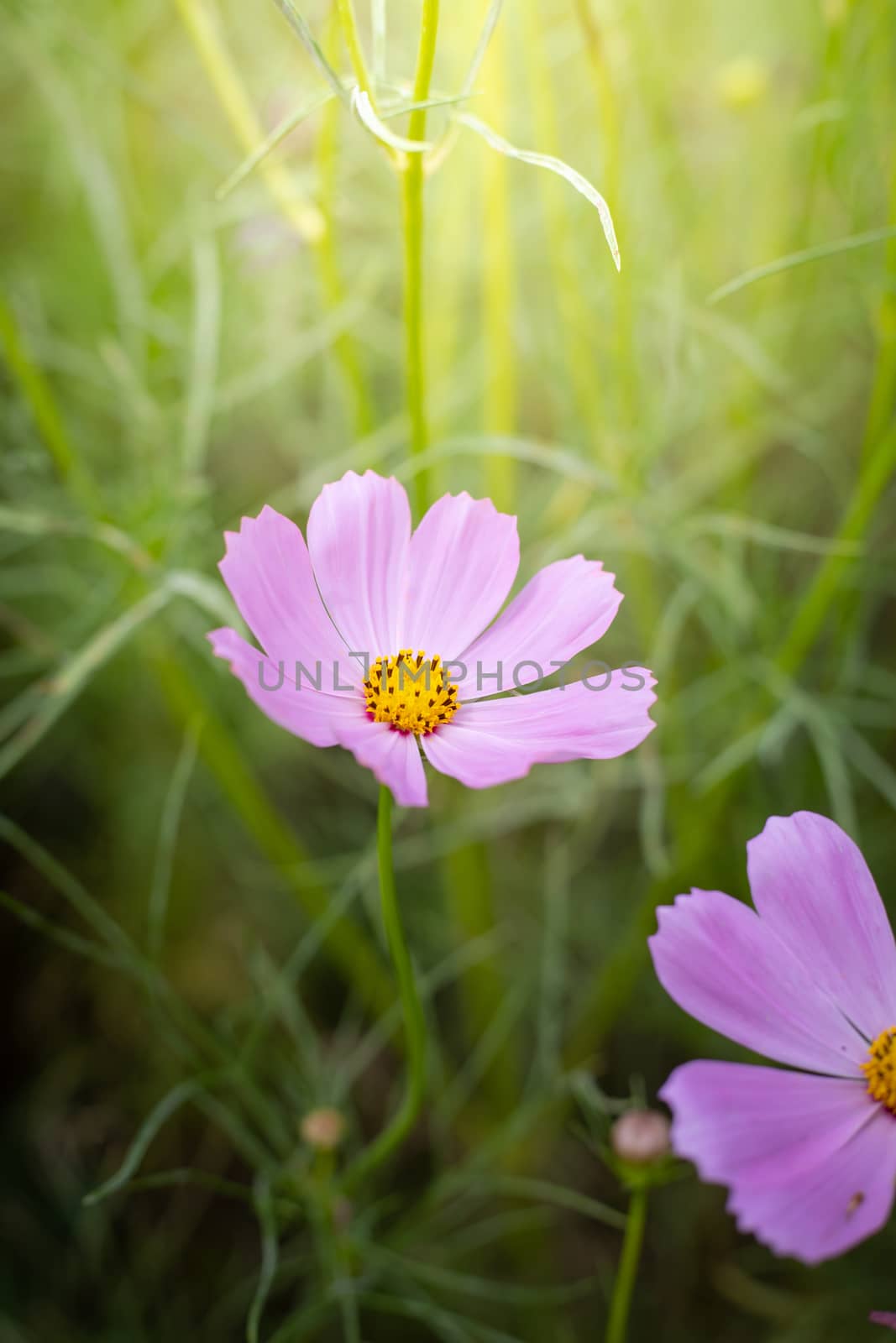 The background image of the colorful flowers, background nature