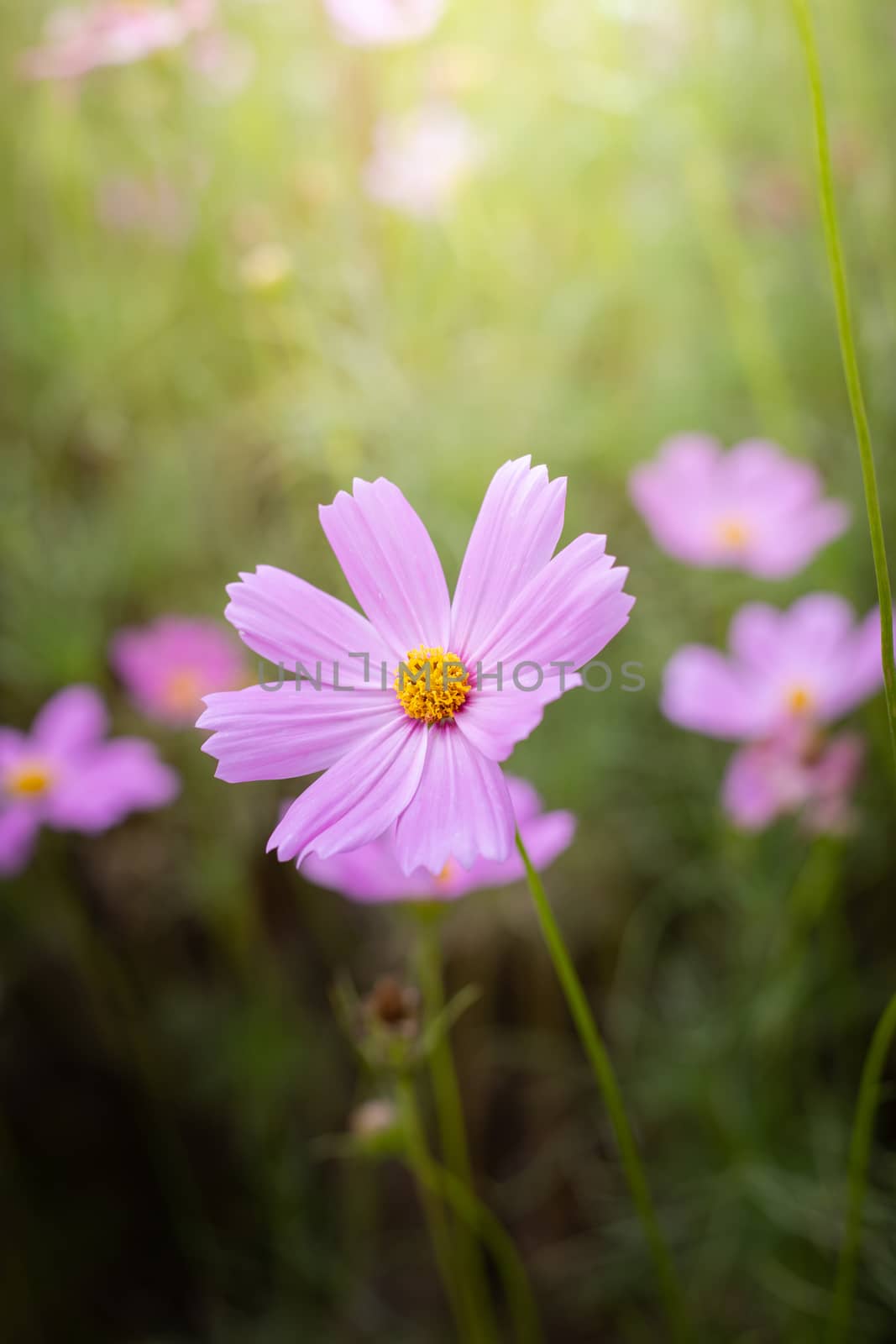 The background image of the colorful flowers, background nature