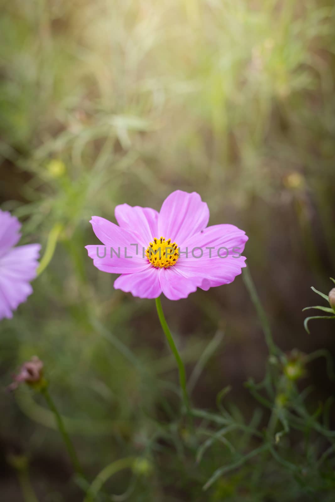 The background image of the colorful flowers, background nature