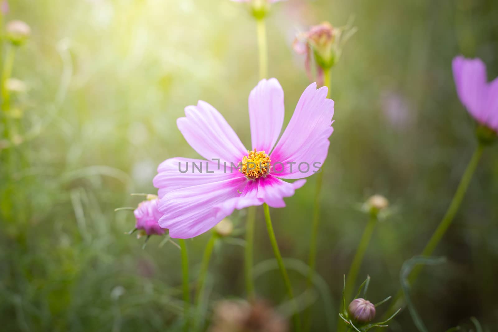 The background image of the colorful flowers, background nature