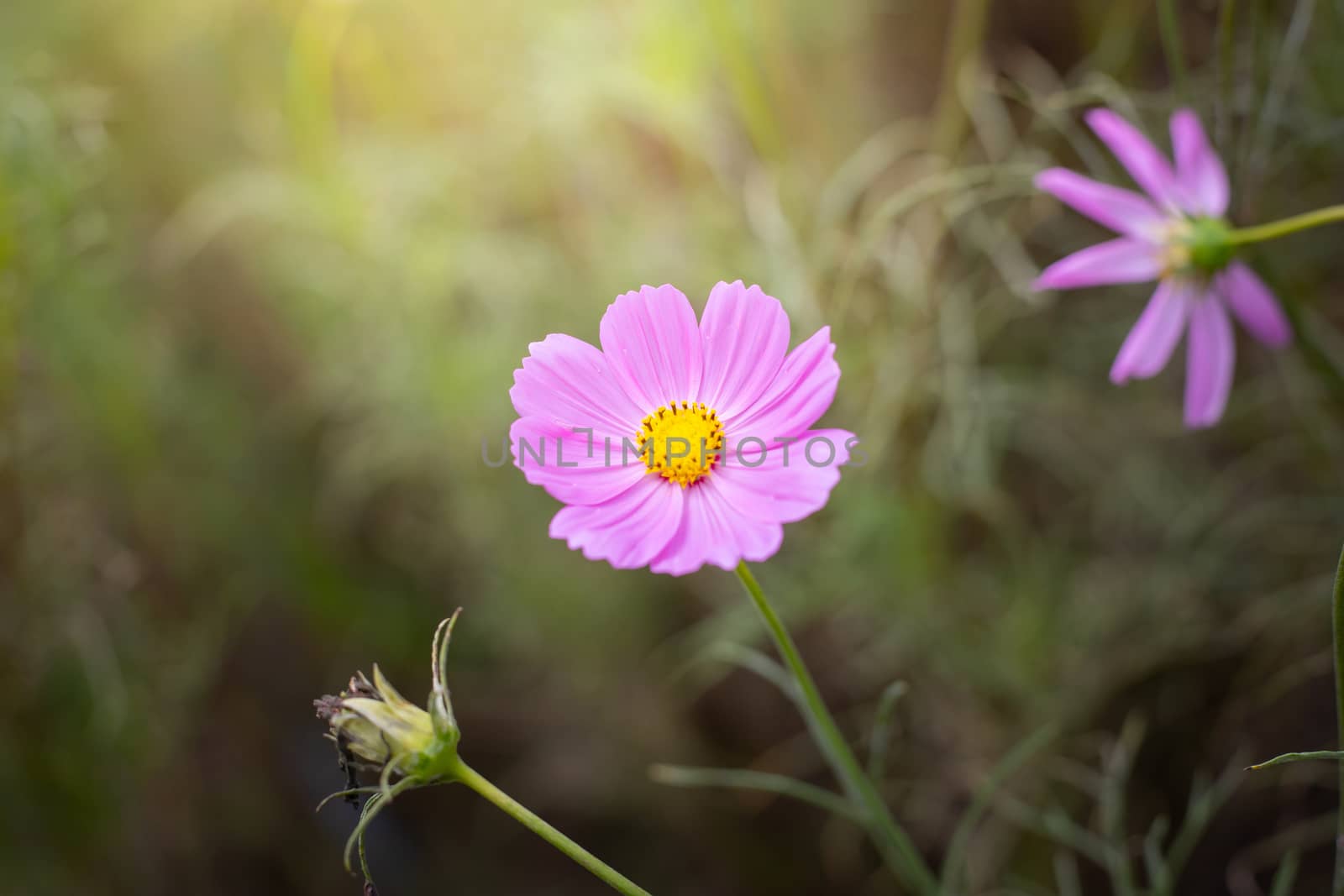 The background image of the colorful flowers, background nature