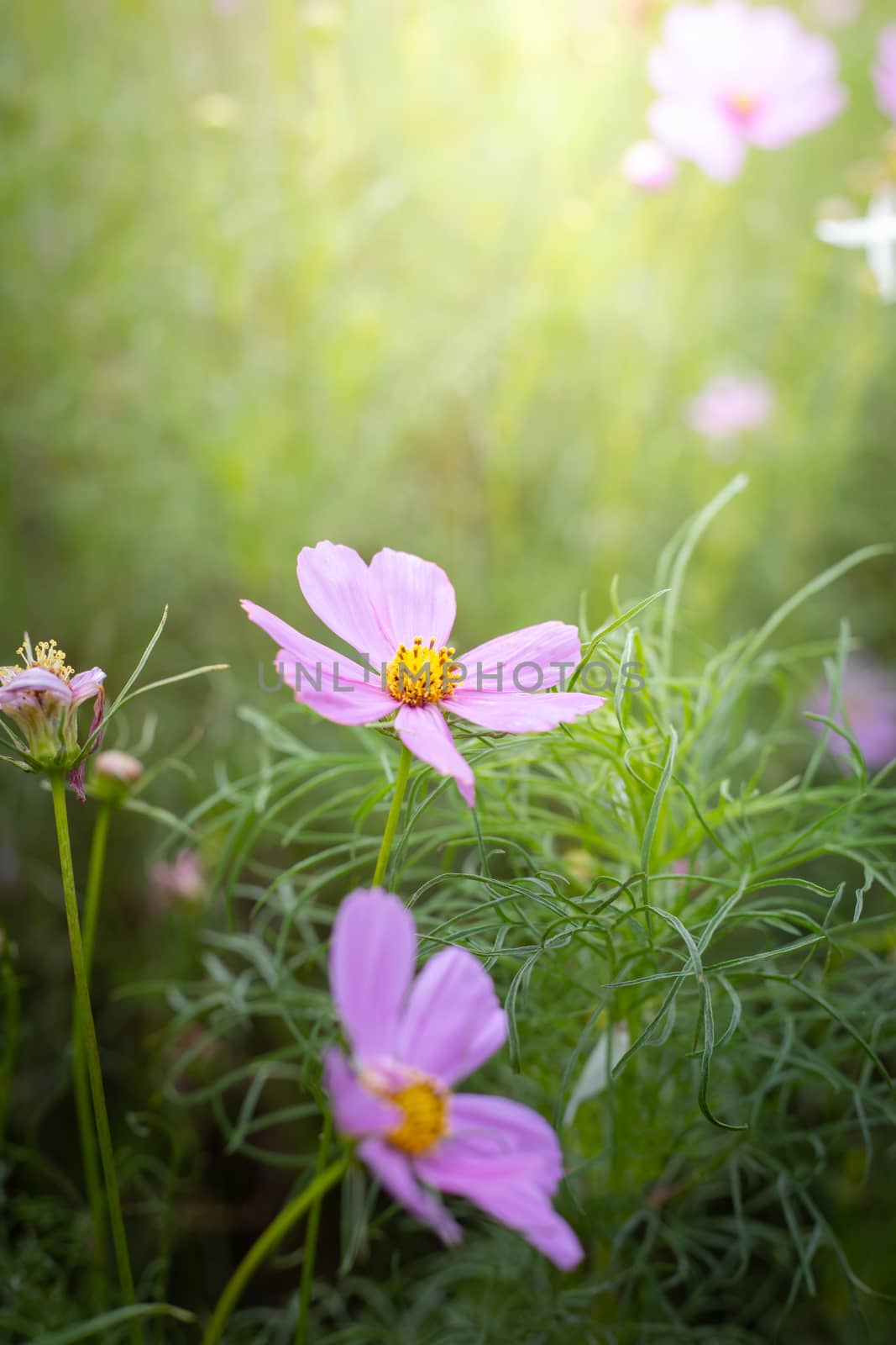 The background image of the colorful flowers, background nature