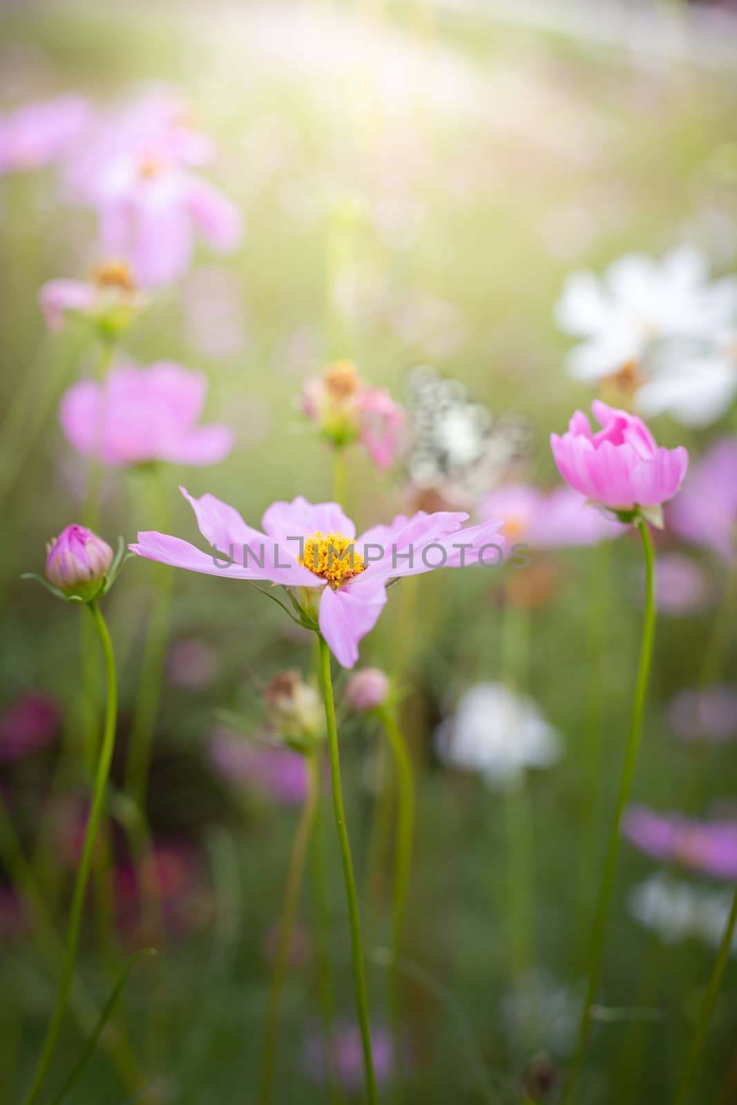 The background image of the colorful flowers, background nature