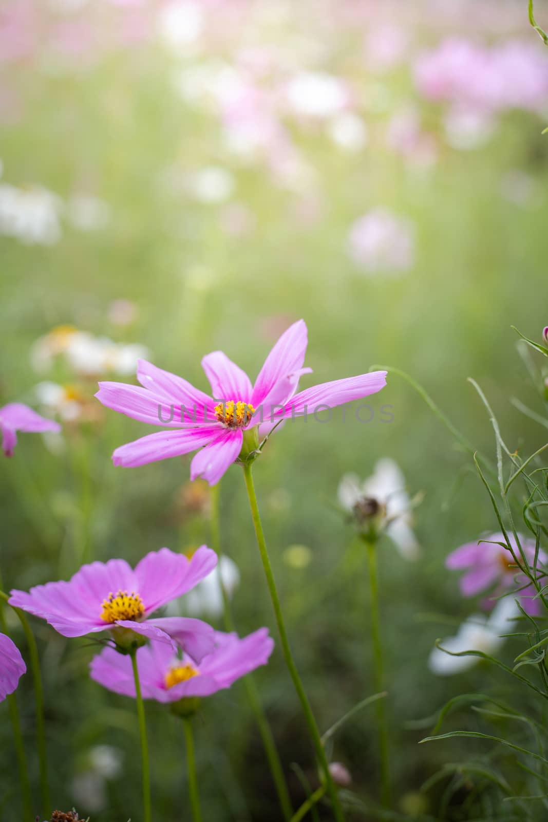 The background image of the colorful flowers, background nature