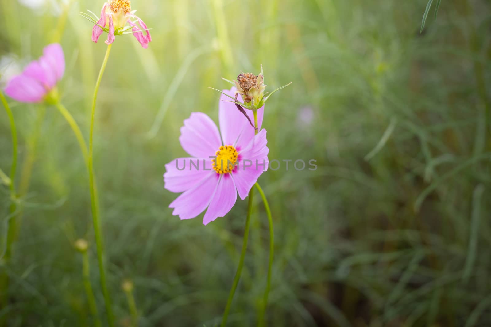 The background image of the colorful flowers, background nature