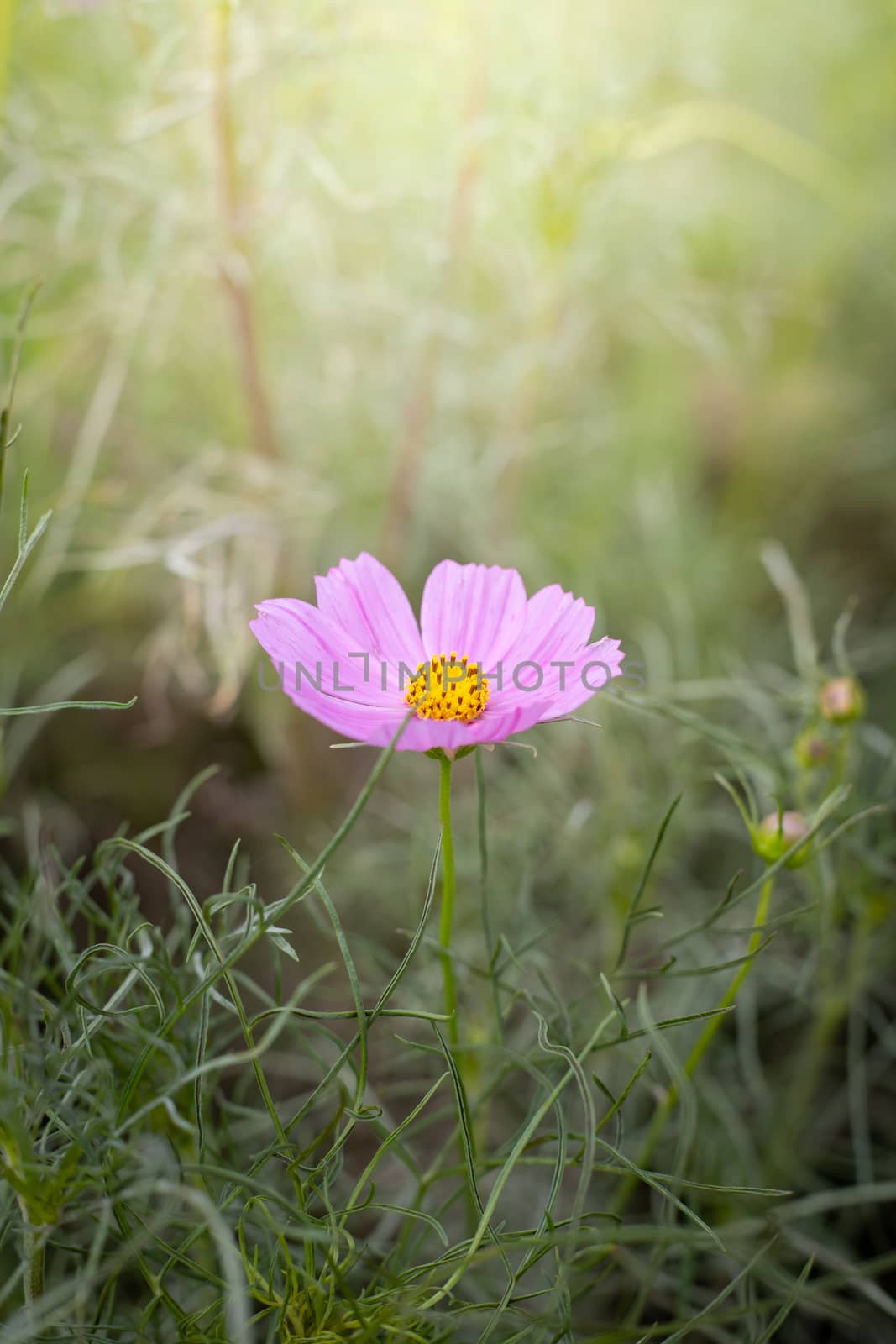 The background image of the colorful flowers, background nature