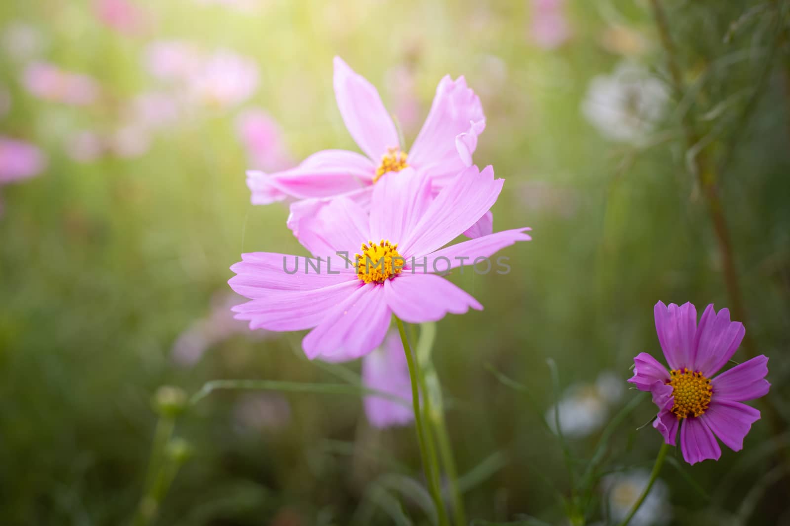 The background image of the colorful flowers, background nature