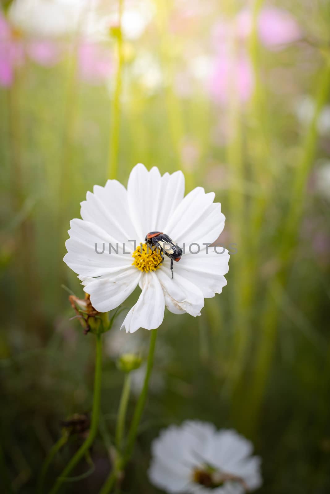 The background image of the colorful flowers, background nature