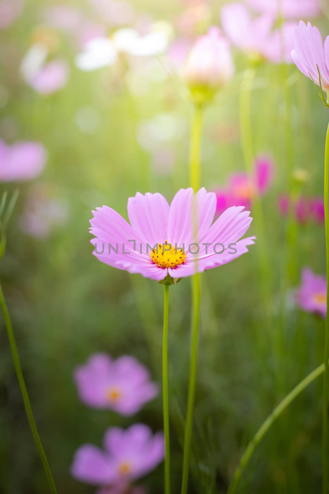 The background image of the colorful flowers, background nature