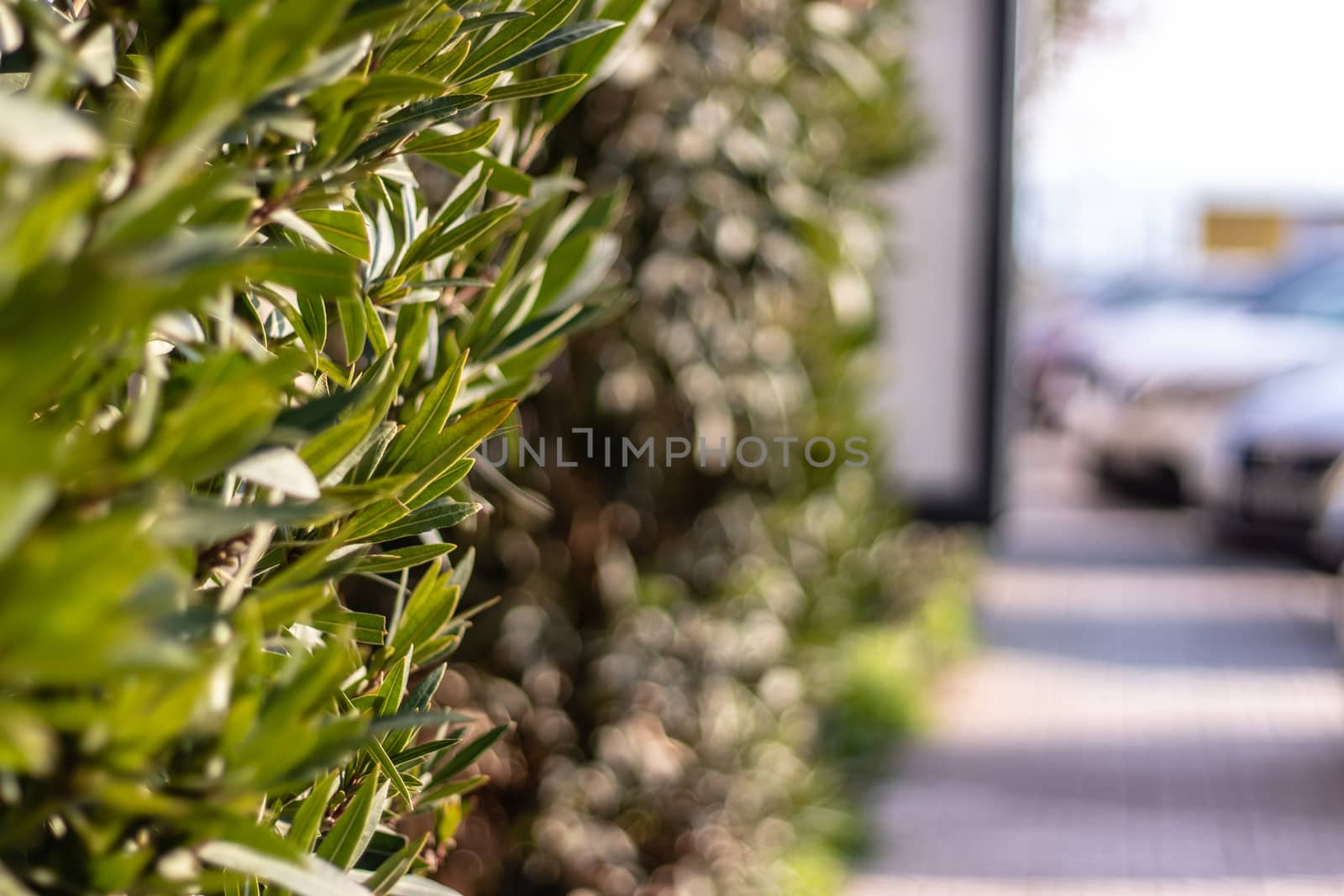 a closeup shoot from some leaves at street. photo has taken at izmir/turkey.