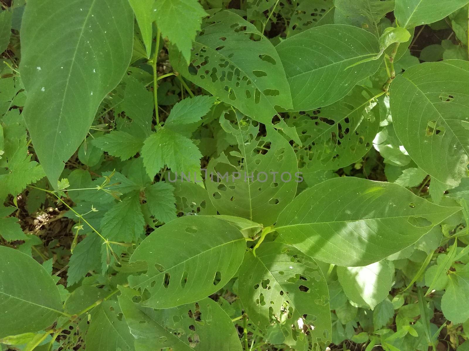 green leaves with holes in them from insects eating