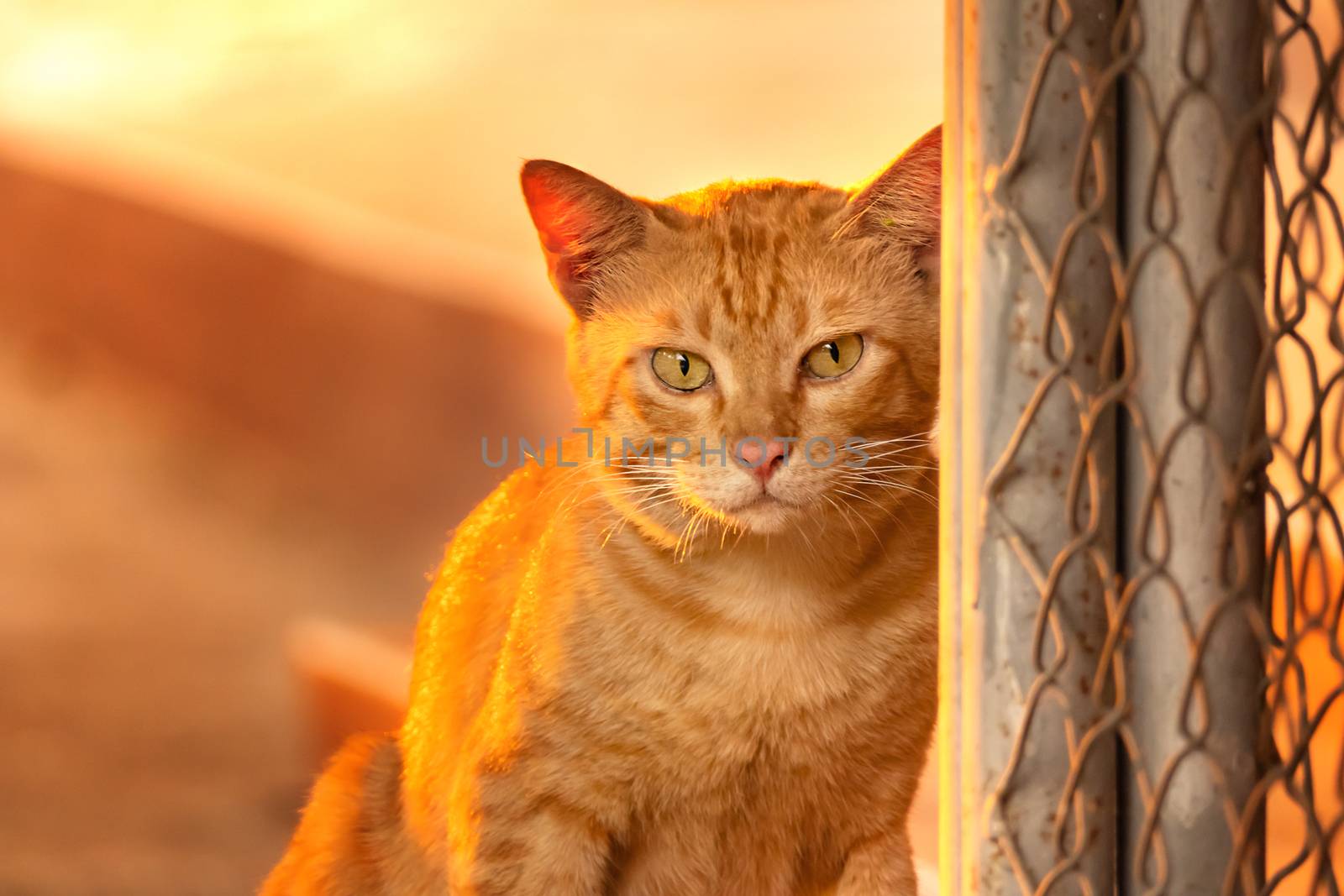 Adorable Portrait of Ginger Cat with yellow eyes