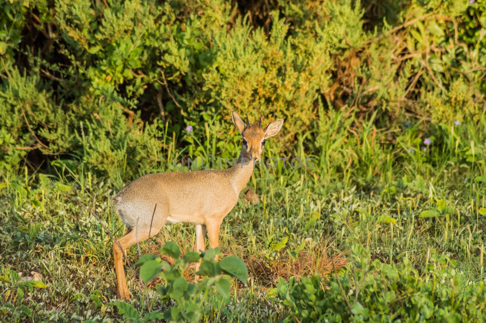 Dik dik in the savannah of Samburu  by Philou1000