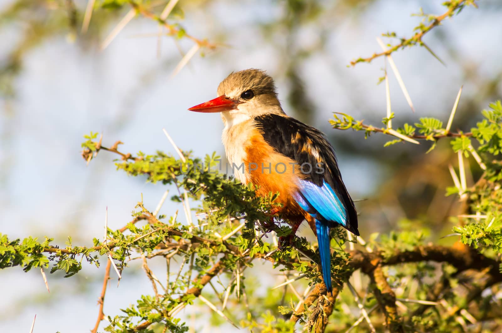 Grey-headed Kingfisher on an acacia branch by Philou1000