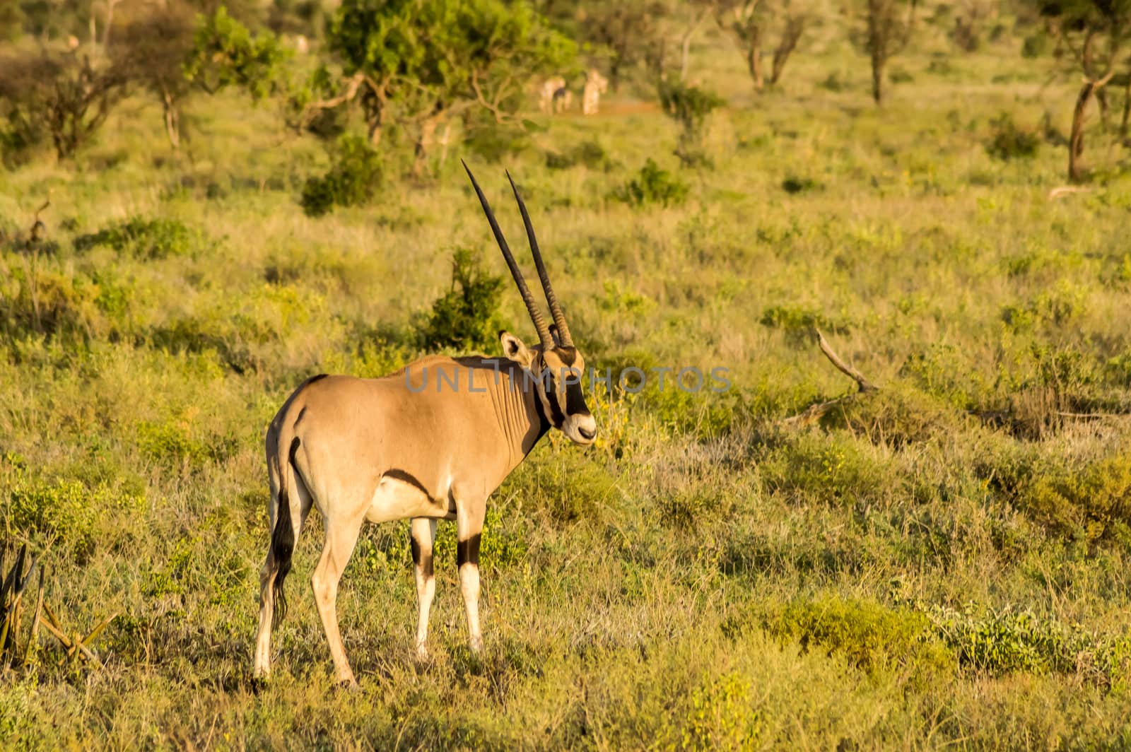 Antelope seen in profile in the savannah of Samburu Park in central Kenya