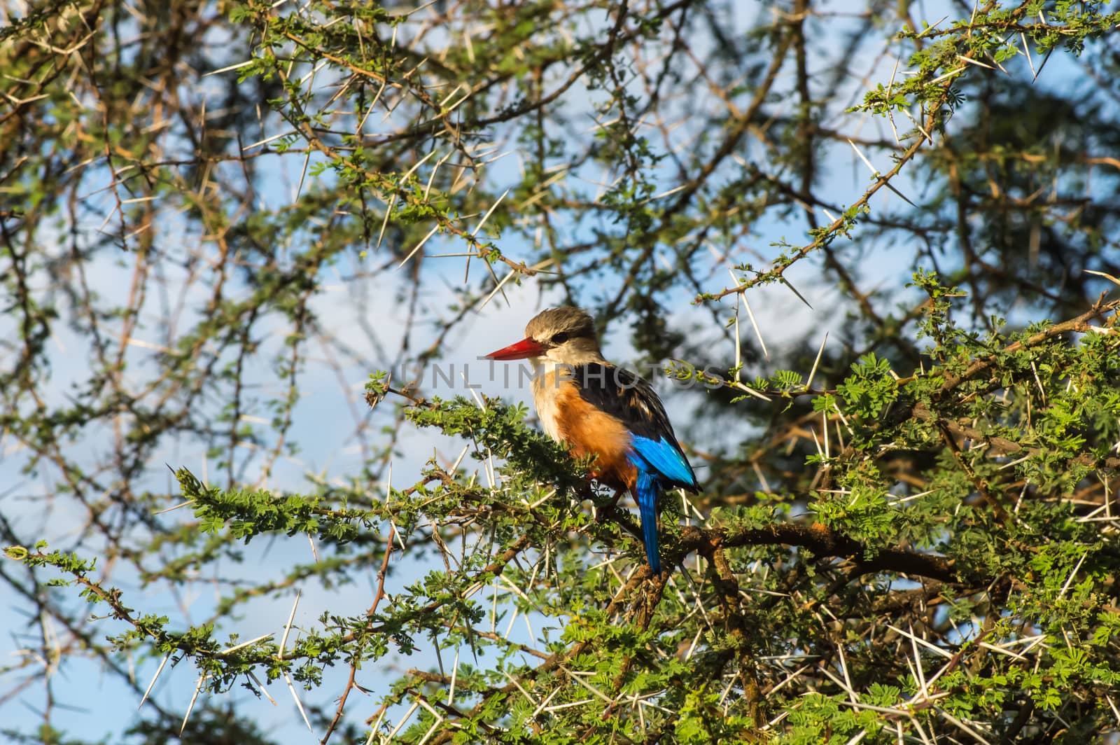 Grey-headed Kingfisher on an acacia branch  by Philou1000