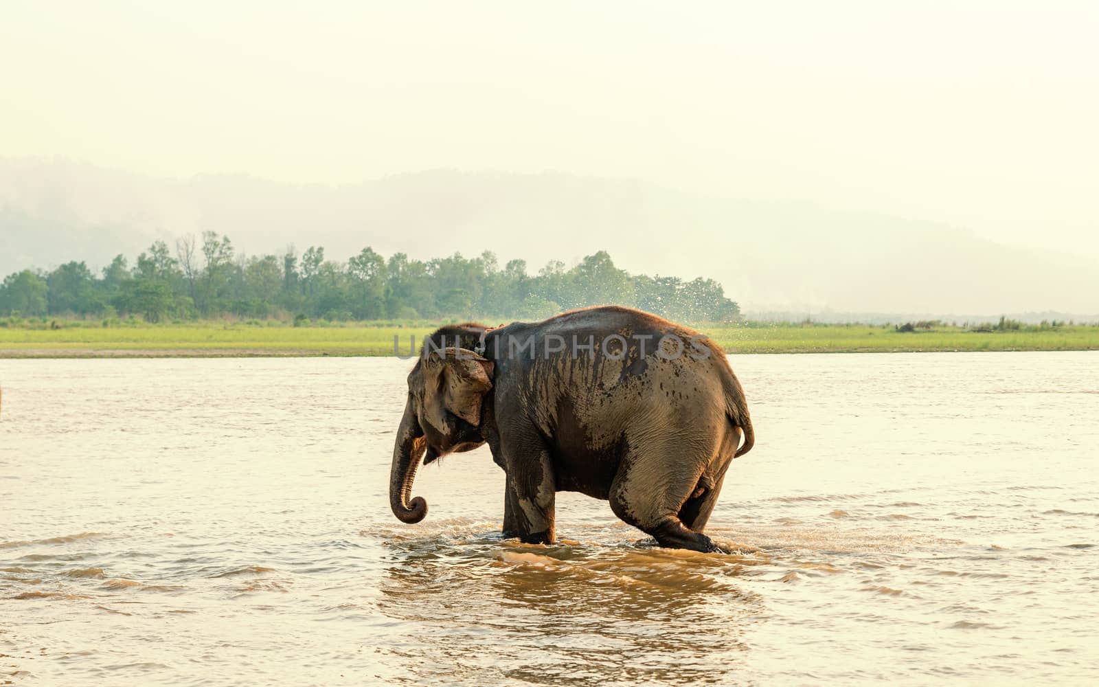 Elephant bathing in Chitwan national park, Nepal by dutourdumonde