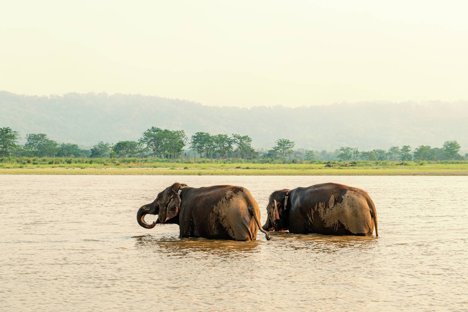 Two elephants bathing in the Gandak river at sunset in Chitwan national park, Nepal