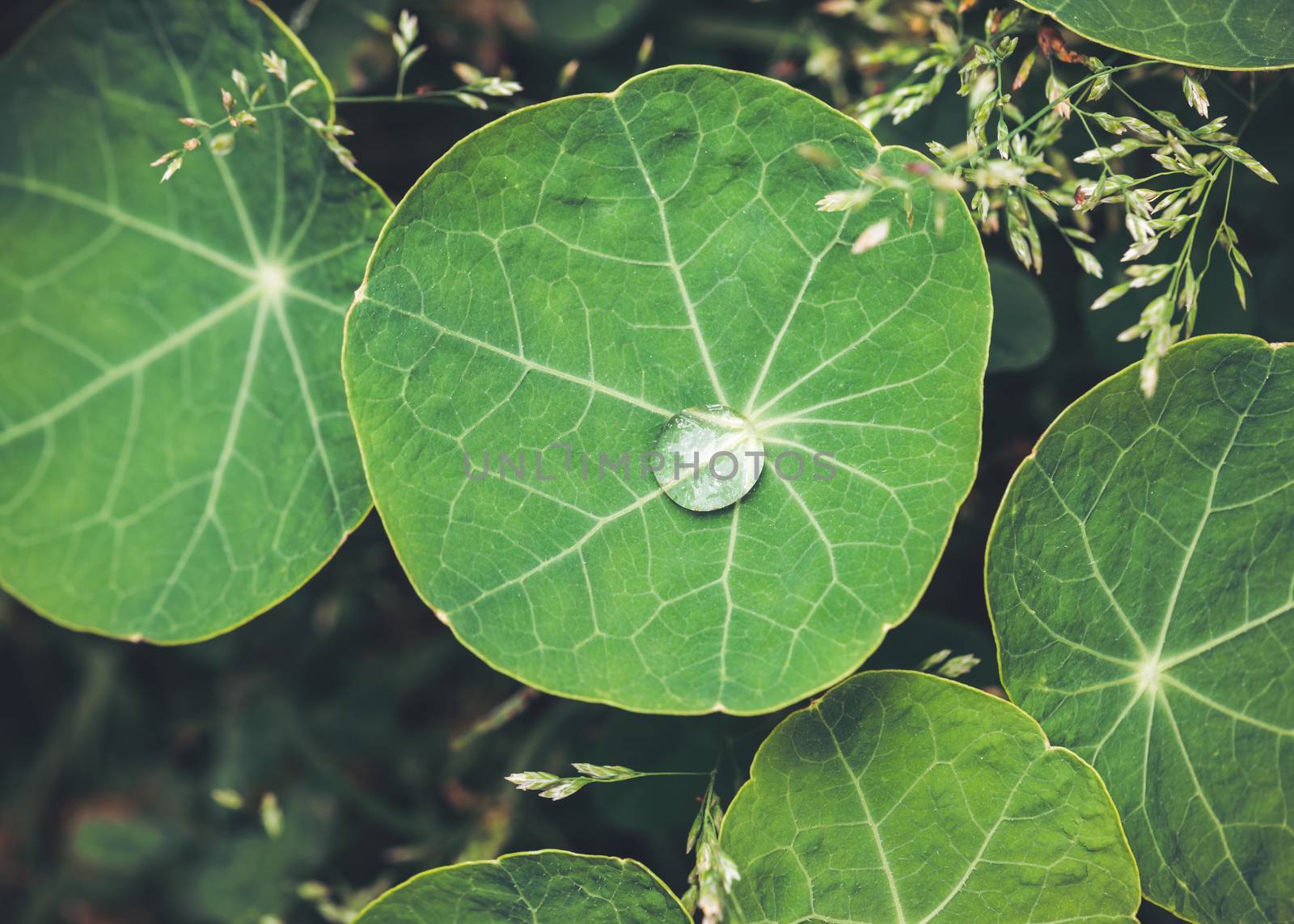 Water drop on nasturtium leaf by dutourdumonde