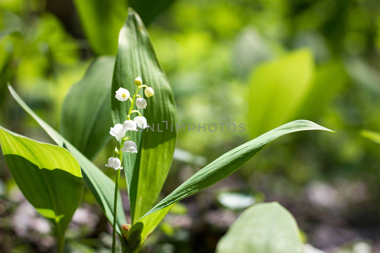 forest lilies of the valley in spring. Fragile forest flowers. Seasonal flowers.