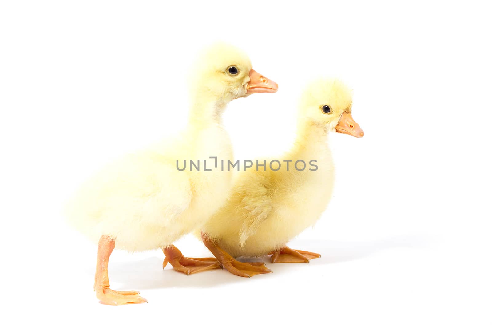 Two yellow gosling isolate. Homemade Little Geese