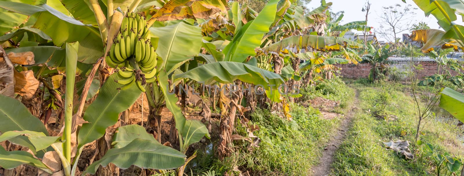 Panoramic view agricultural plantation at countryside of Vietnam with banana trees and pond by trongnguyen