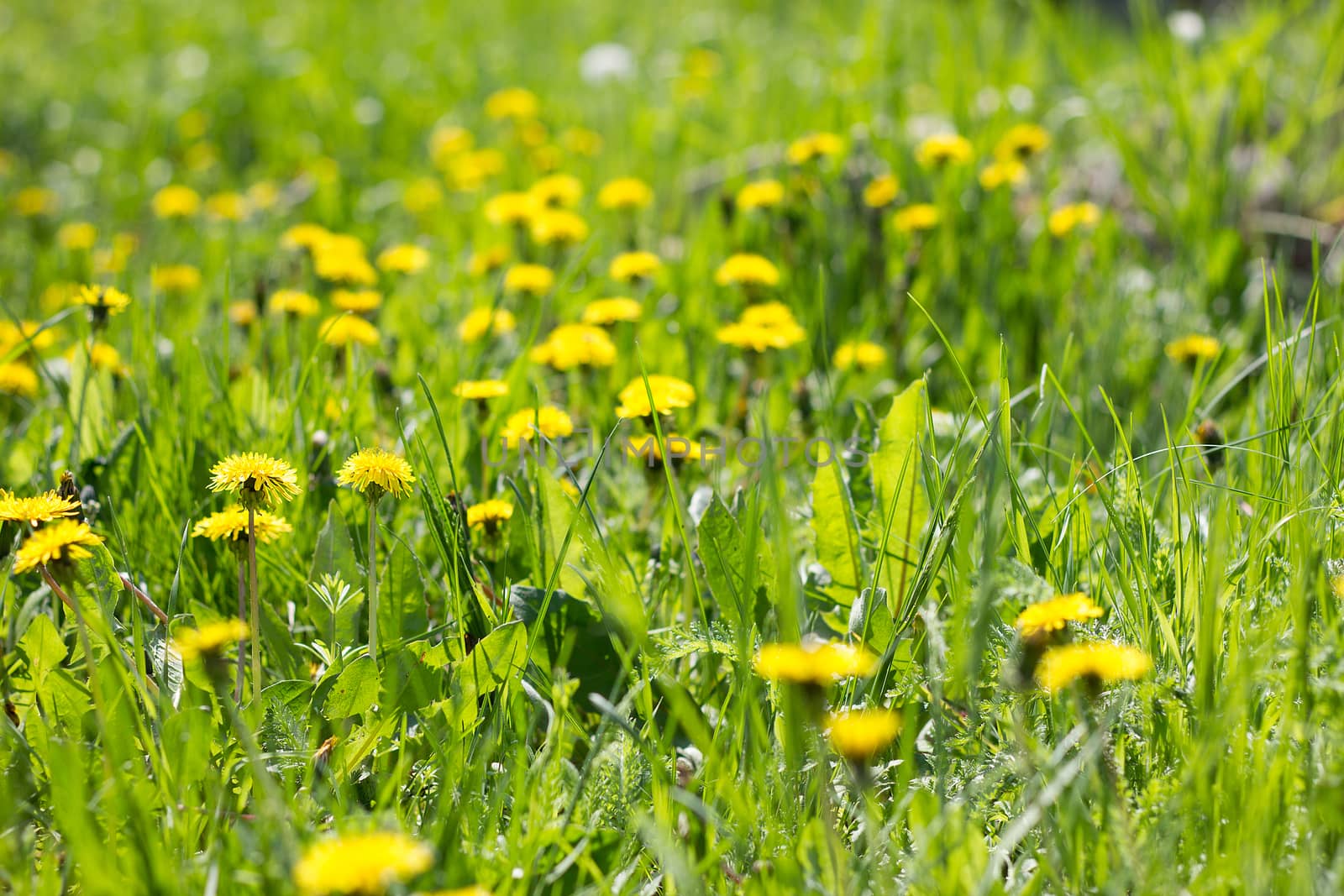 Field of yellow dandelions close-up. Yellow wildflowers. Seasonal dandelions, spring season.