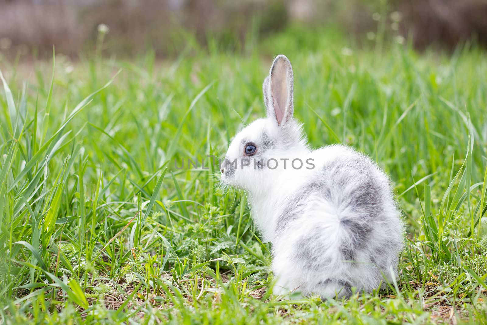 White fluffy rabbit on green grass. Easter Bunny. Little beautiful hare on a green meadow.