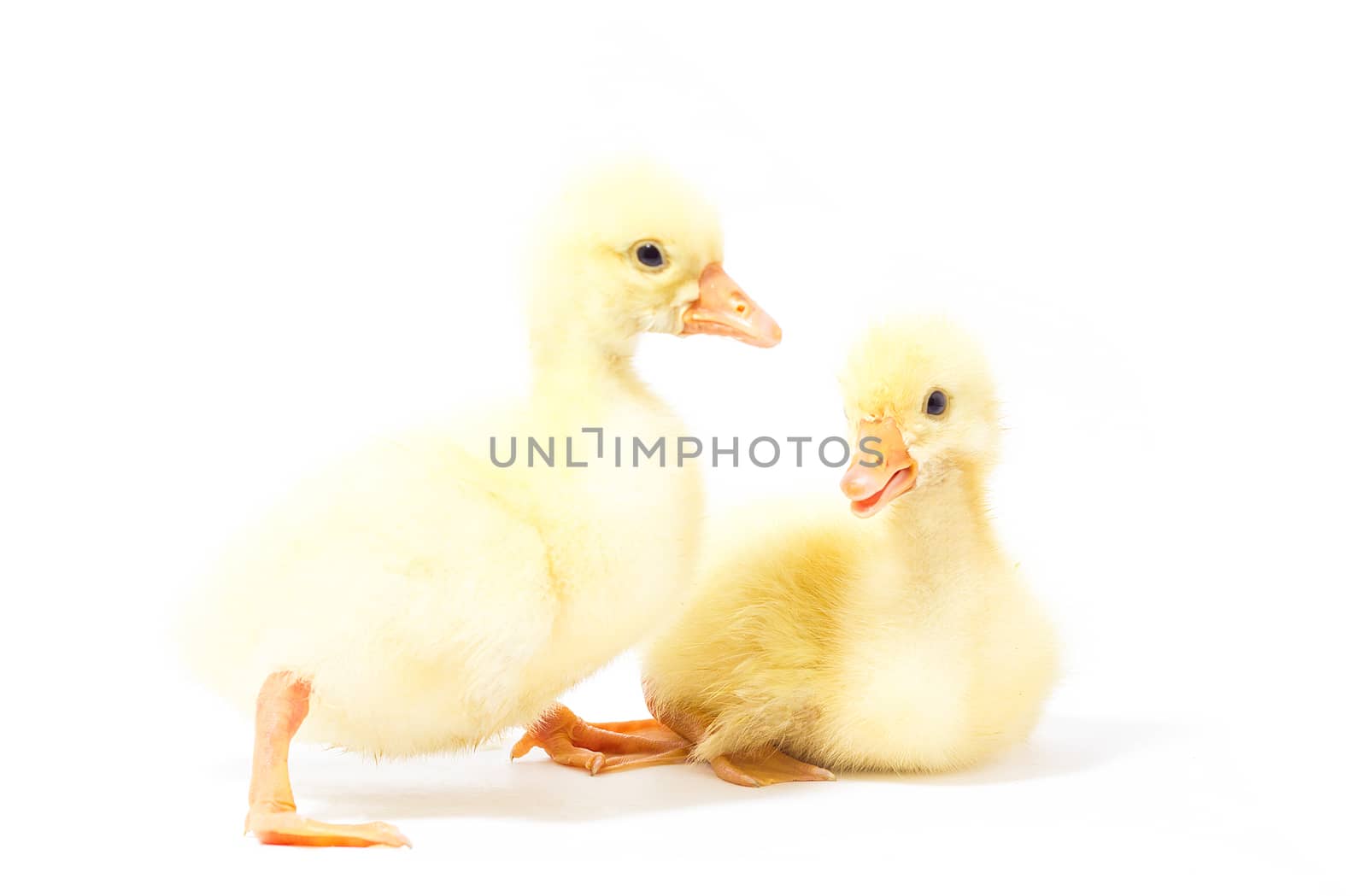 Two yellow gosling isolate. Homemade Little Geese. by kasynets_olena