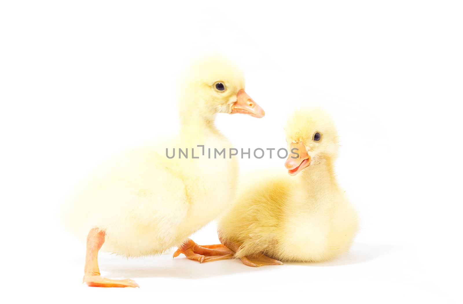 Two yellow gosling isolate. Homemade Little Geese