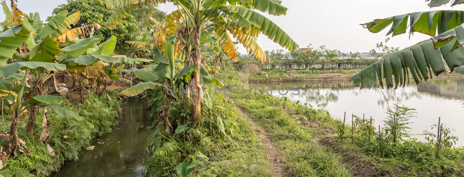 Panorama view rural banana farm in countryside of Vietnam with pond and creek to provide water for tree and raise organic fishes