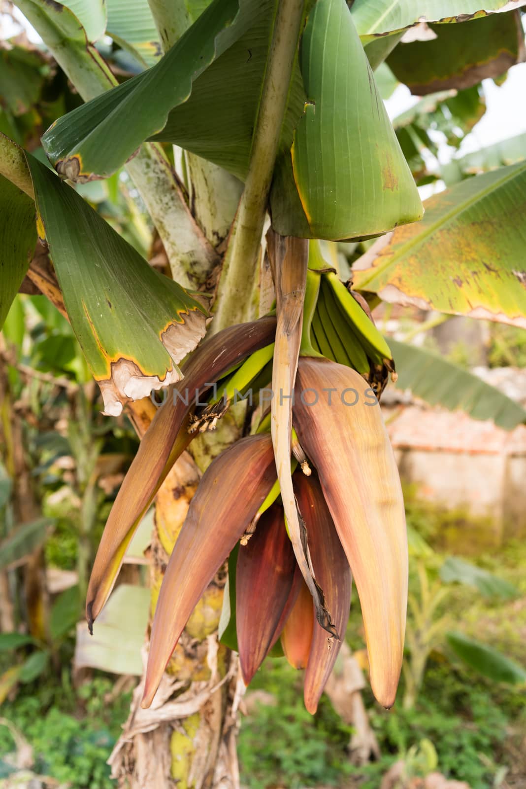 Close-up bunch of young bananas growing from the flower. Vietnamese green variegated banana growing on tree. Great for exotic Asian organic food publication.